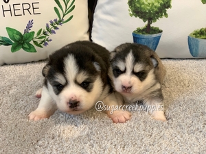Paisley's Litter